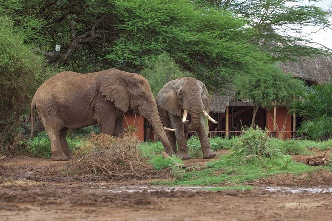 2- Day Diani to Amboseli Flying Safari - Inclusions and Exclusions