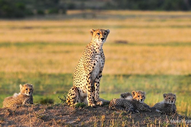 2-Day Maasai Mara Safari