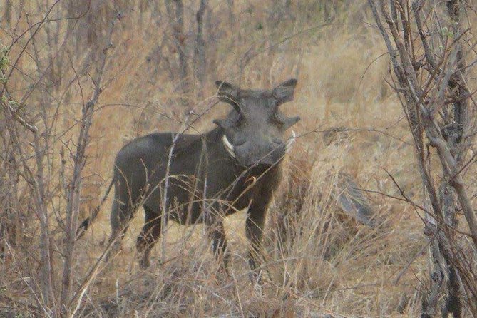 2-Day Safari to Ruaha National Park