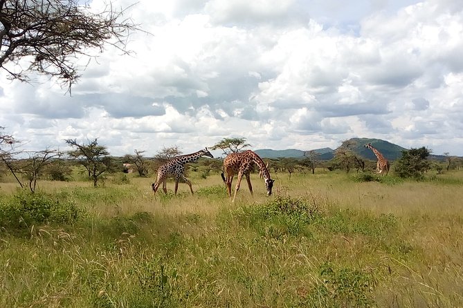 2-Day Tanzania Mid Range Private Safari - Itinerary Highlights