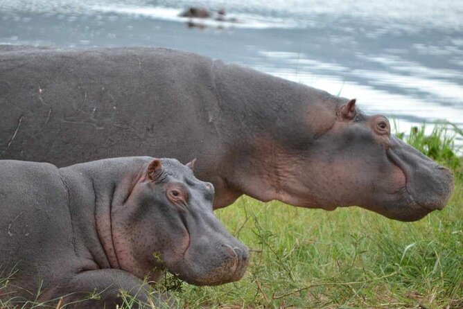 2 Days & 1 Night Akagera National Park Safari Tour