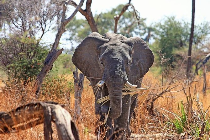 2 Days / 1 Night Join Group Safari - Safari Overview