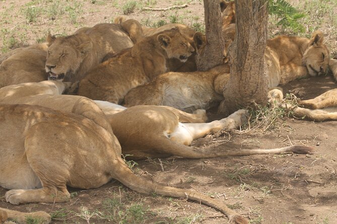 2 Days 1 Night Northern Joining Safari Private Tour - Tour Overview