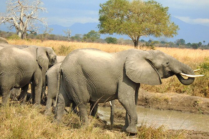 2 Days /1 Night Safari to Mikumi - Accommodation Details