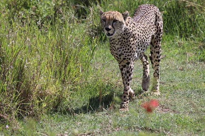 2 Days / 1 Night Tanzania Safari Tour - Accommodation Details