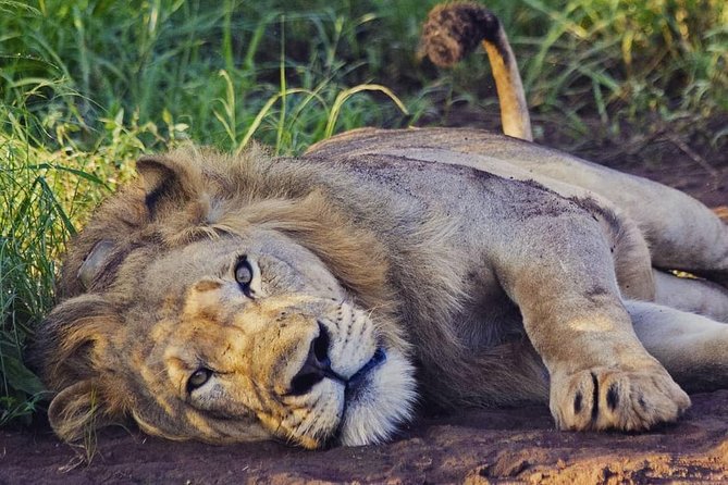 2 Days Akagera National Park Wildlife Safari - Booking Details