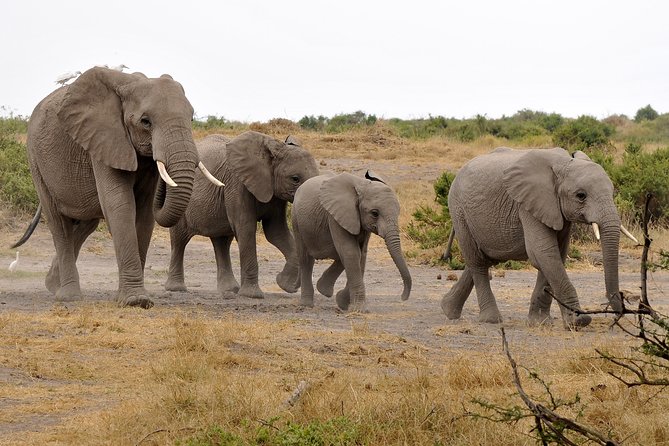 2 Days Amboseli Getaway Trip