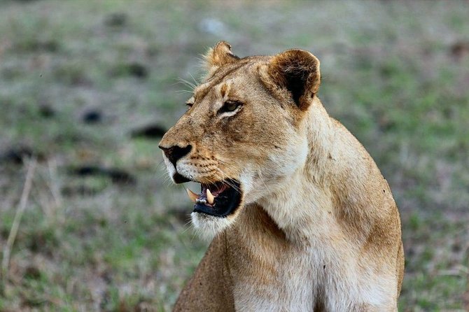 2 Days Amboseli National Park Budget Safari - Meal Inclusions