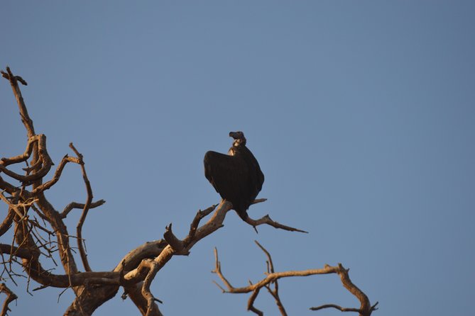 2 Days Amboseli National Park Safari - Safari Experience in Amboseli National Park