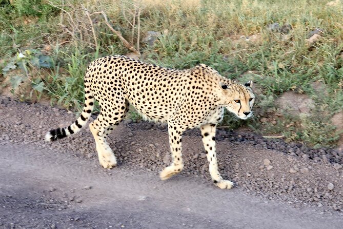2 Days Amboseli Park Overnight Private Safari - Safari Itinerary