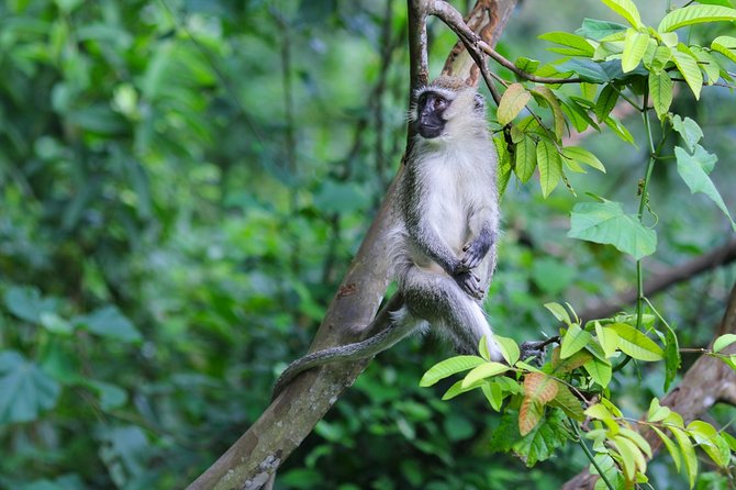 2-days Chimpanzee Tracking and Canopy Walk Nyungwe - Tour Highlights