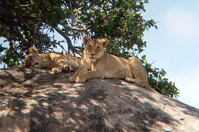 2 Days Comfort Tarangire National & Ngorongoro Crater Tour