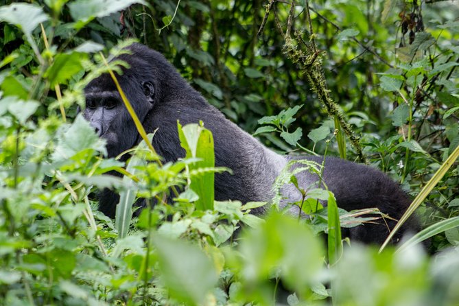 2-Days Gorilla Tracking Bwindi via Kigali Rwanda