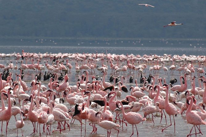 2 Days Lake Elementaita National Park Safari