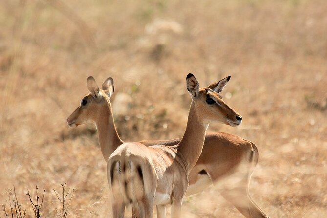 2 Days Mikumi Private Safari From Zanzibar With Accommodation - Accommodation Information