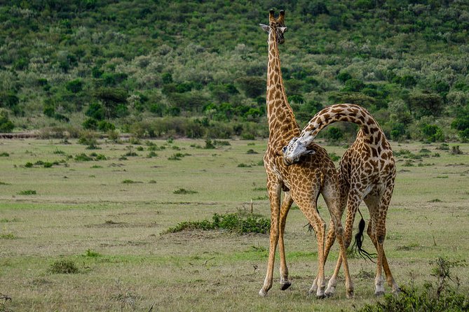 2 Days Northern Circuit Safari (lake Manyara & Ngorongoro) - Whats Included