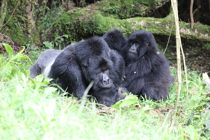2 Days Private Gorilla Tracking in Uganda From Kigali Rwanda