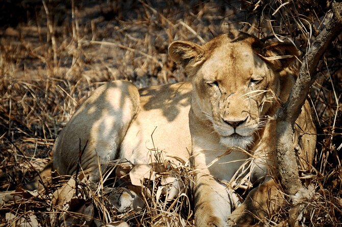 2 Days Private Safari Tour in Mikumi National Park