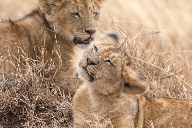 2-Days Private Tour to Ngorongoro Crater Safari From Arusha - Tour Overview