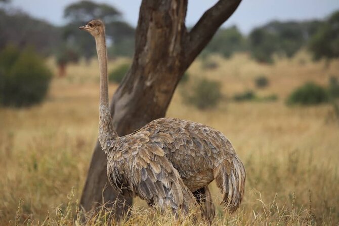 2 Days Safari in Tarangire and Ngorongoro Crater - Ngorongoro Crater