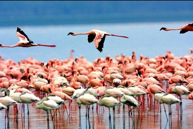 2 Days Tarangire and Ngorongoro Group Tour