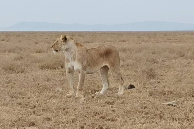 2 Days Tarangire and Ngorongoro Safari From Zanzibar - Inclusions and Exclusions