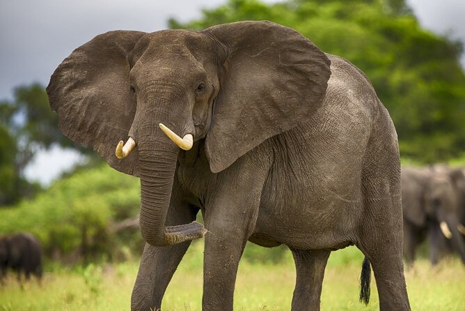 2 Days Tour From Zanzibar to Nyerere National Park (Selous GR) - Itinerary Details