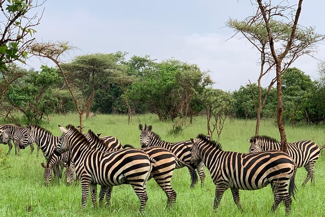 2 Days Trip_Akagera National Park (Wildlife Safari) - Accommodations and Meals