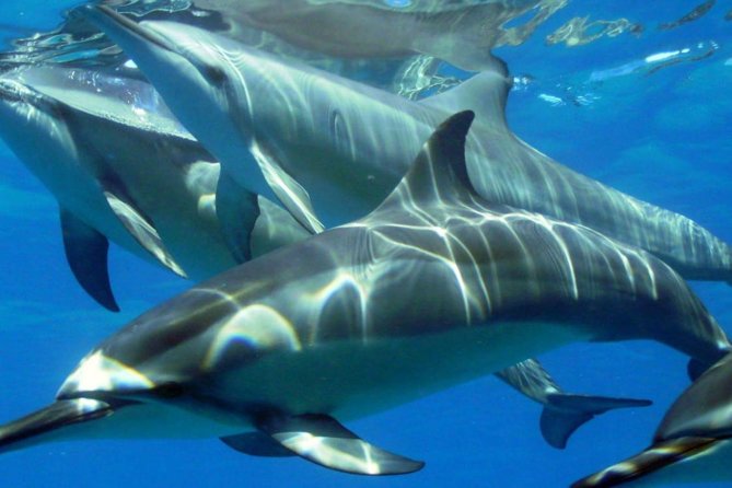 2-Hour Dolphin Excursion in Mauritius - Additional Info