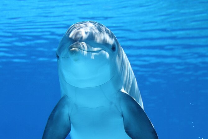 2-Hour Dolphin Sunset Tour From Giardini Naxos - Meeting Point Information