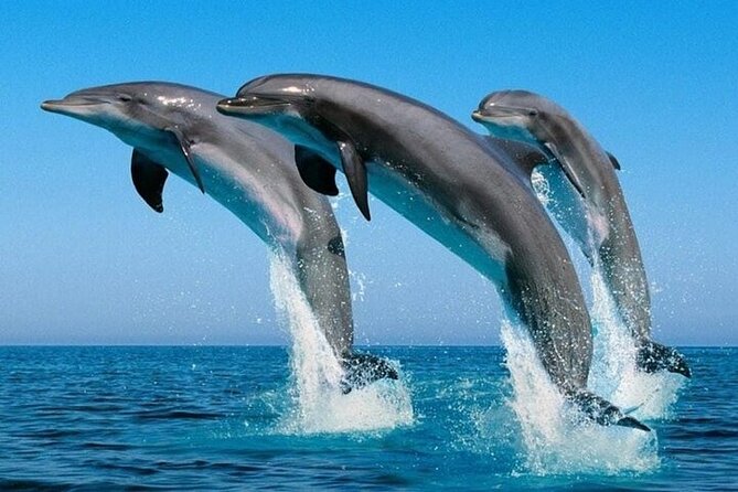 2 Hour Dolphin Watching Experience in Muscat - Traveler Information