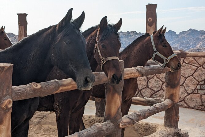 2 Hour Trail Ride to Little Petra-Morning or Sunset