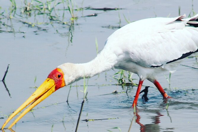 2 Nights 2days(Camping in Chobe National Park)