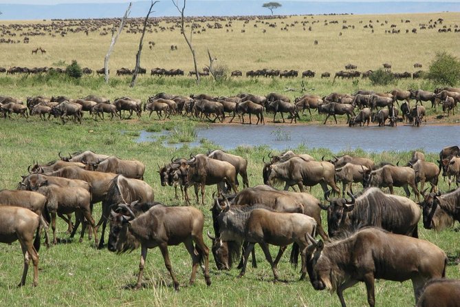2days Spectacular Tanzania Safari - Inclusions and Exclusions