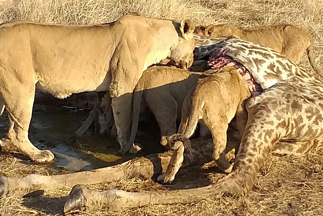 3 Day 2 Night Mikumi National Park + Masai Culture - Inclusions and Whats Included