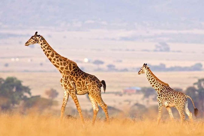 3-Day Camping Safari From Arusha With Tarangire and Ngorongoro - Tour Overview
