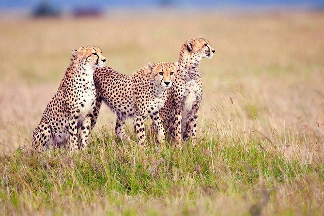 3-Day Camping Safari to Serengeti and Ngorongoro Crater – Group Joining Tour