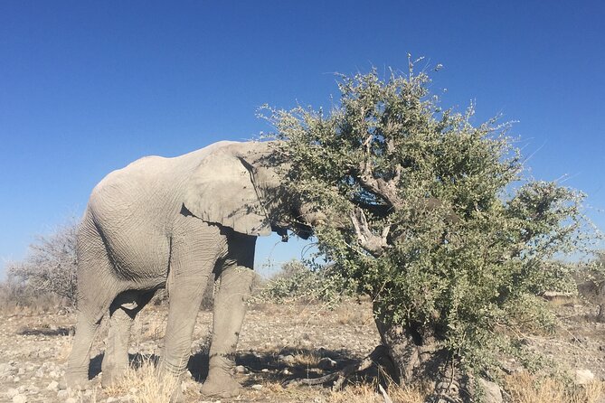 3 Day Camping Tour at Etosha National Park - Inclusions and Exclusions