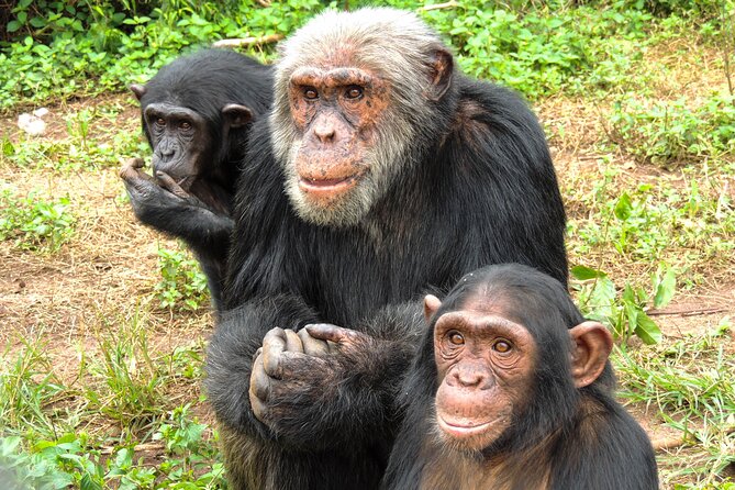 3 Day Eco Camping Tour Uganda: Hikes, Birdwatching & Chimpanzees.