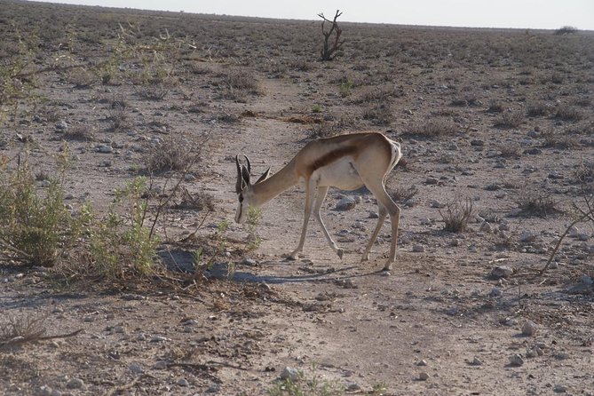 3 Day Etosha (Accommodated) Self Drive Tour - Meeting and Pickup Details