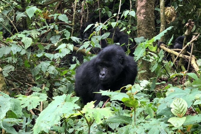 3 Day Gorilla Trekking Luxury Safari in Uganda - Itinerary Overview
