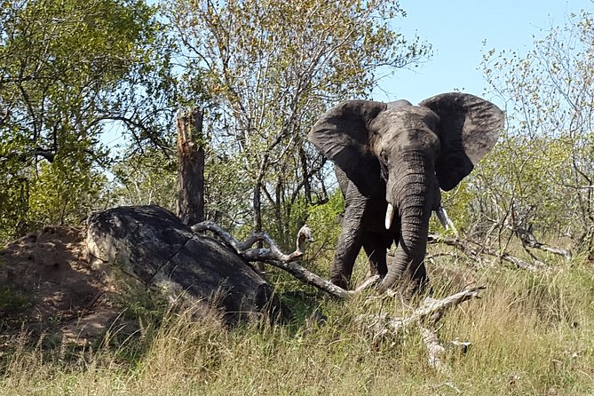 3 Day Kruger National Park and Crocodile River Safari - Safari Experience Details