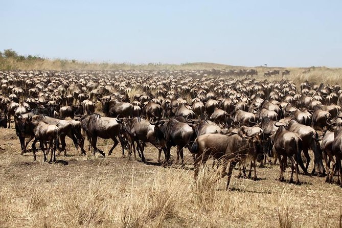 3-Day Masai Mara Luxury Safari - Safari Itinerary Highlights
