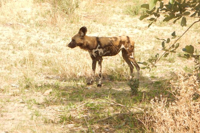 3-Day Moremi Game Reserve- by Walking Stick Safaris