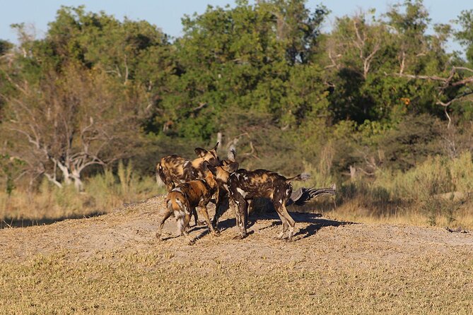 3 Day Moremi Safari - Accommodation Details