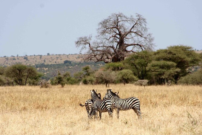 3 Day: Northern Wonders Safari