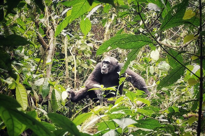 3-Day Private Chimpanzee Trekking Safari in Kibale Forest
