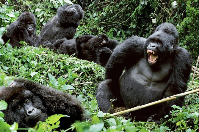 3-Day Private Guided Gorilla Trekking Mist and Batwa Safari - Tour Overview