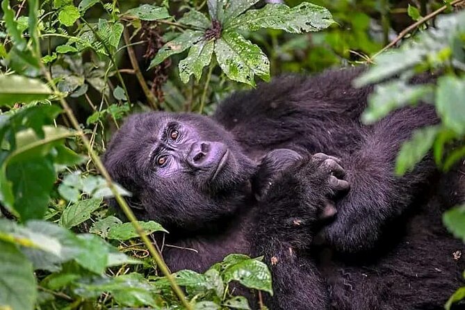 3-Day Private Guided Gorilla Trekking Uganda and Batwa Experience - Meeting Points