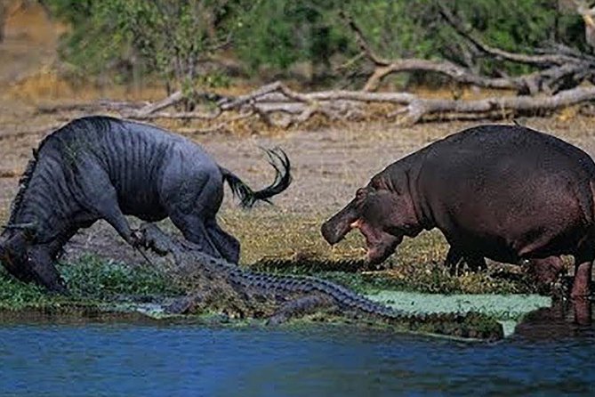 3 Day Private Lodge Safari in Serengeti National Park